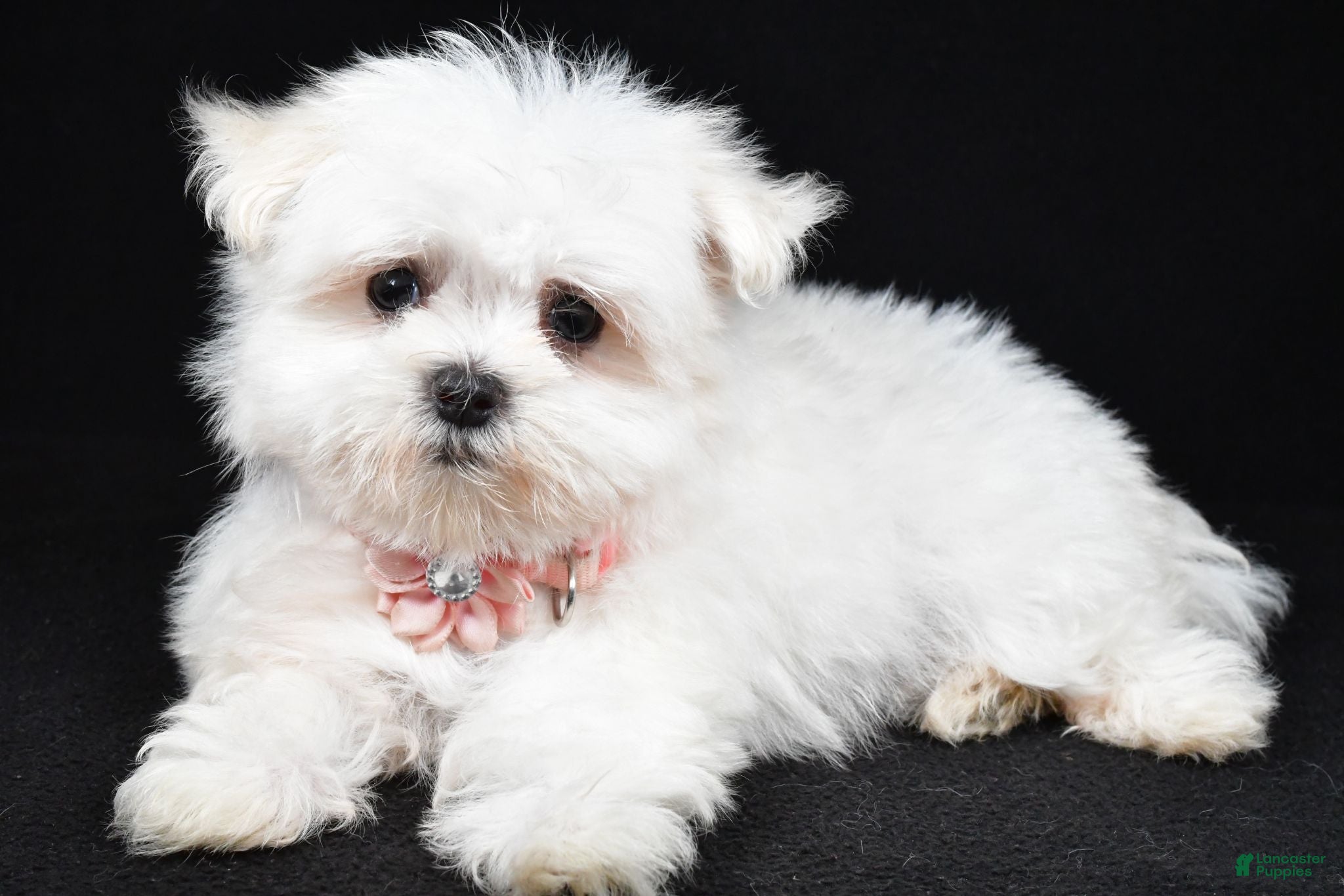 Maltese dogs Hope - Ad 1