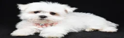 Maltese dogs for sale: Hope - Ad 1