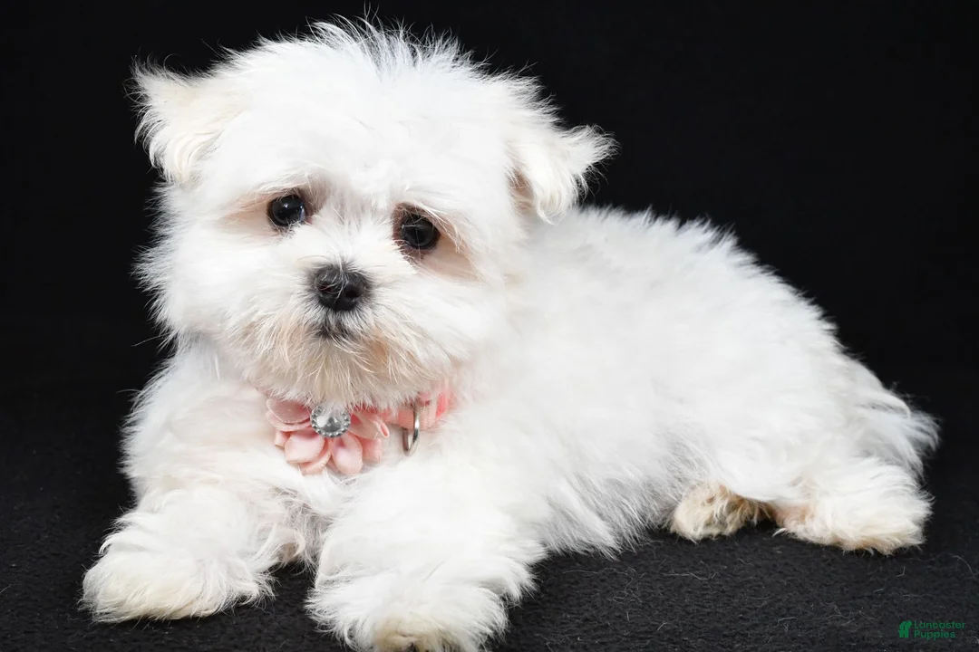 Maltese dogs for sale: Hope - Ad 1