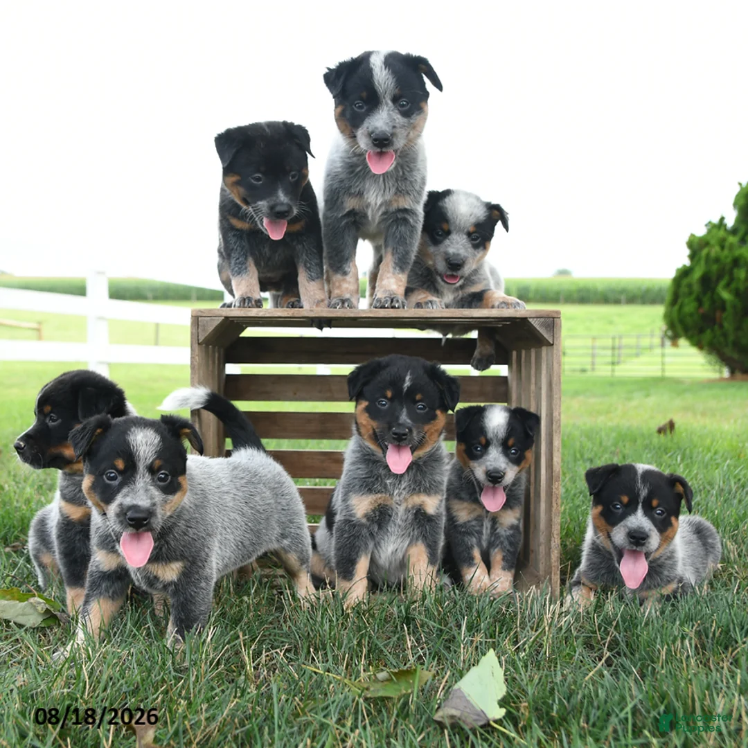 Australian Cattle Dog dogs for sale: Banjo - Ad 3
