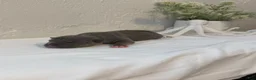 American Bully dogs for sale: Trident  - Ad 2