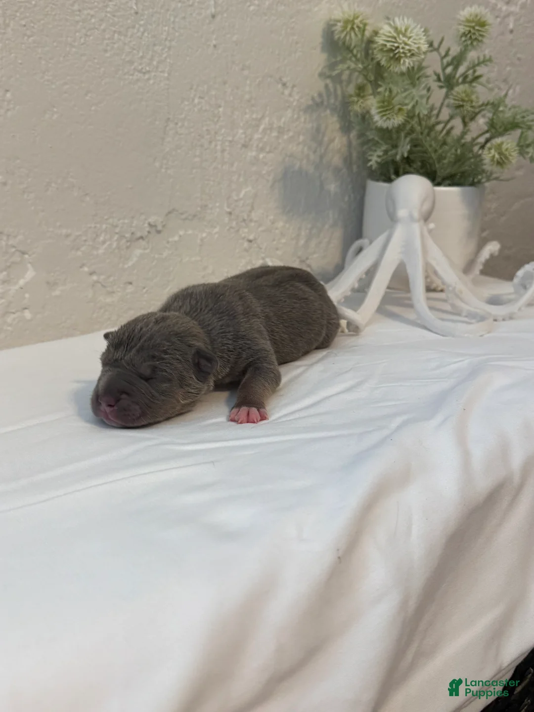 American Bully dogs for sale: Trident  - Ad 2