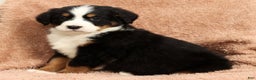 Bernese Mountain Dog dogs for sale: Shane - Ad 7
