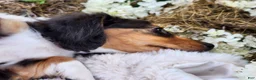 Miniature Dachshund dogs for sale: Pearl - Ad 7