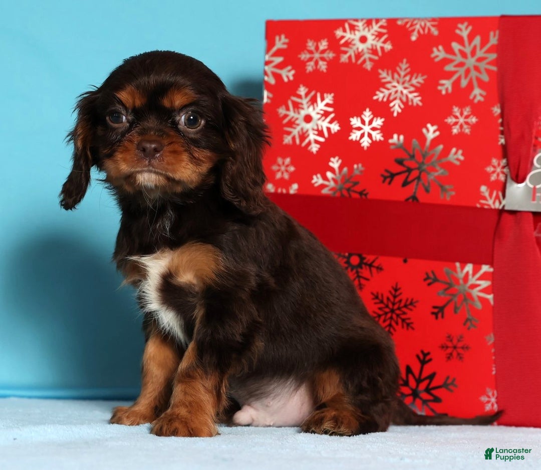 Cavalier King Charles Spaniel dogs for sale: Frosty - Ad 3