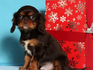 Cavalier King Charles Spaniel dogs Frosty - Ad 5