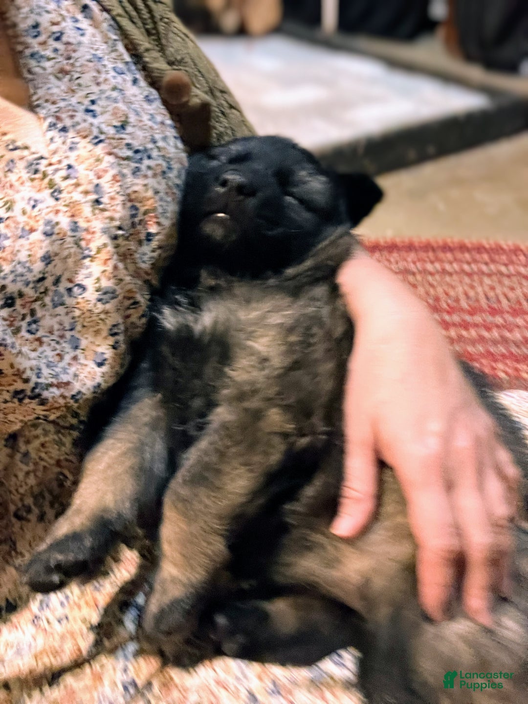 German Shepherd dogs for sale: ♥️SWEET SABLE ♥️ - Ad 11