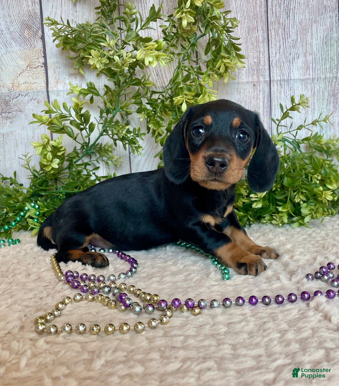 Miniature Dachshund dogs for sale: Fritz - Ad 16