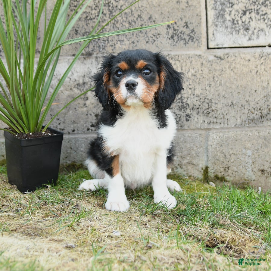 Cavalier King Charles Spaniel dogs Casper - Ad 1