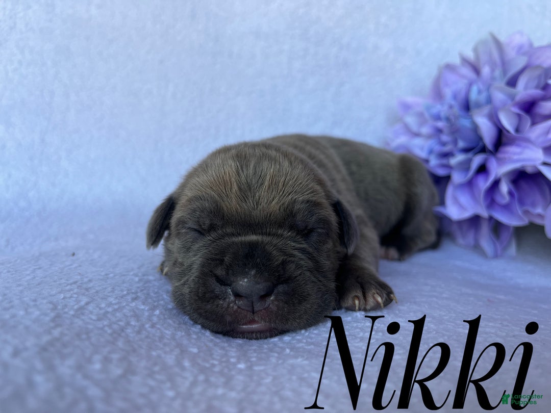 Cane Corso dogs for sale: Nikki - Ad 3