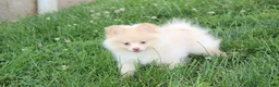 Pomeranian dogs for sale: Teddy  - Ad 3
