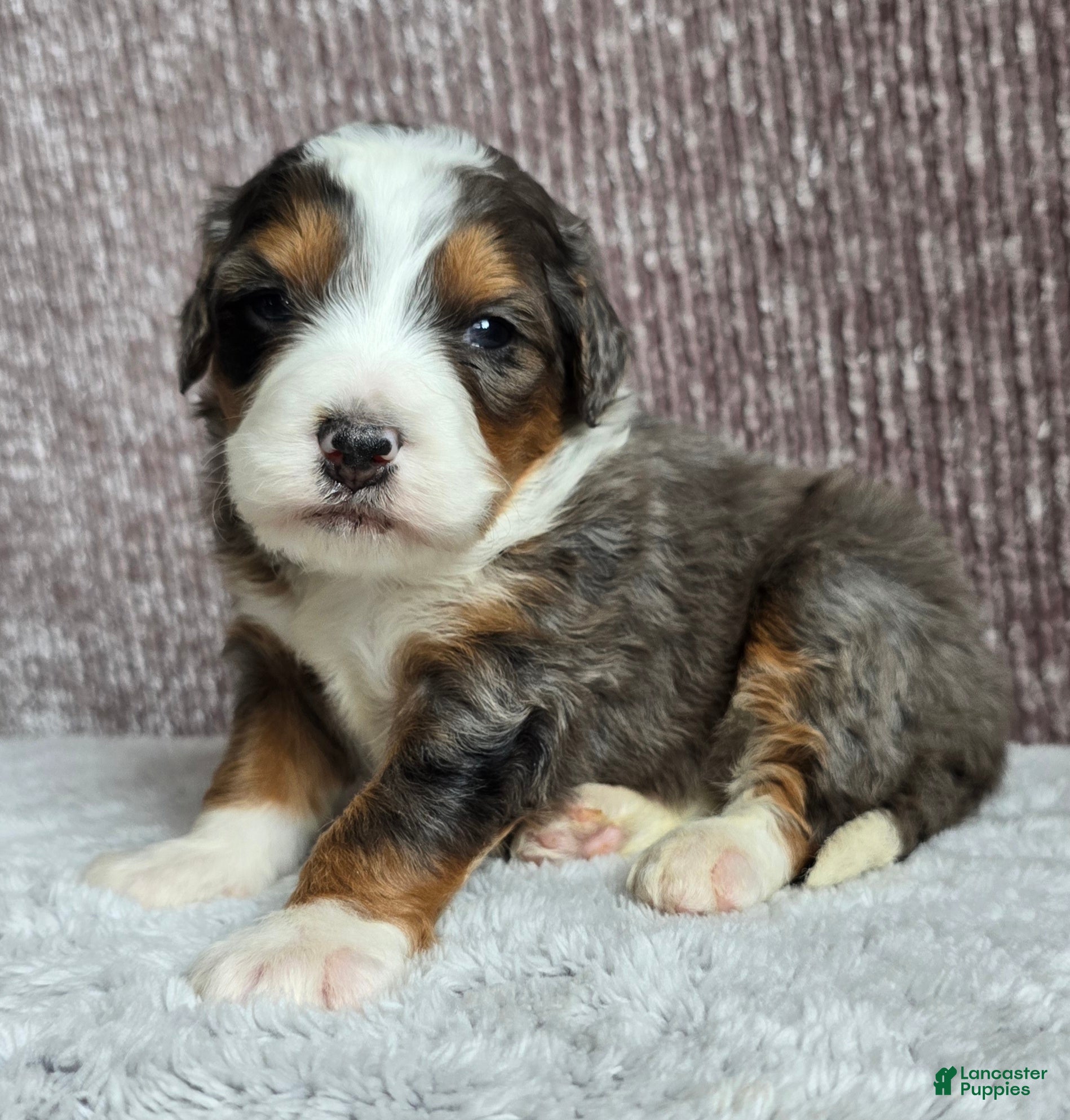 Mini Bernedoodle dogs Mini Alfie - Ad 15