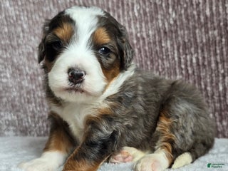 Mini Bernedoodle dogs Mini Alfie - Ad 15