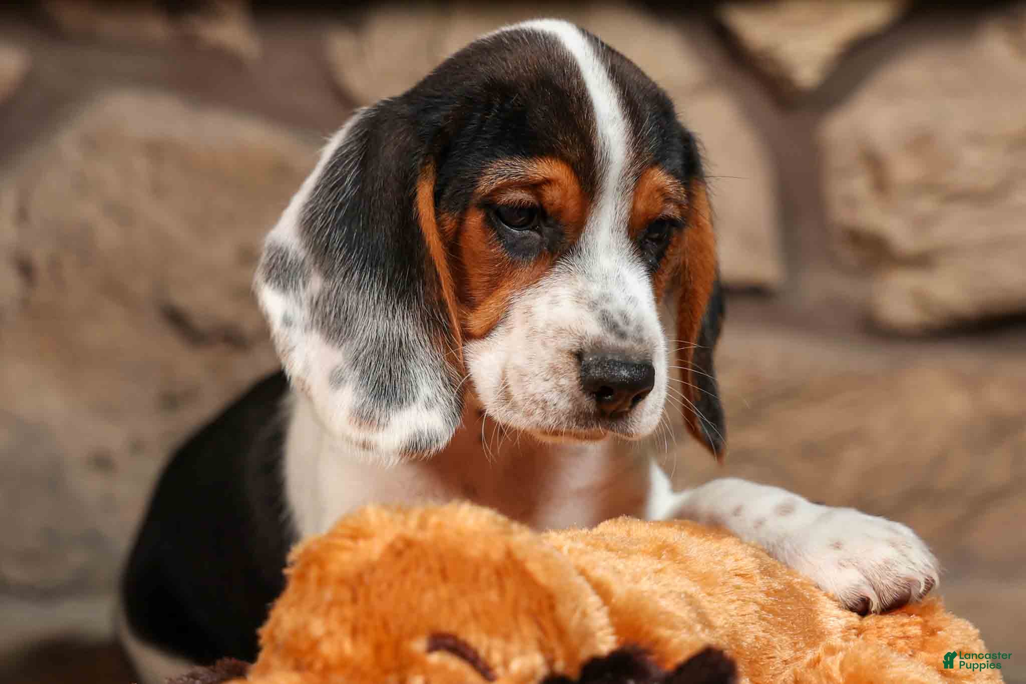 Beagle dogs  Dustin🐶 - Ad 1