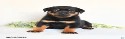 Rottweiler dogs for sale: Andy - Ad 5