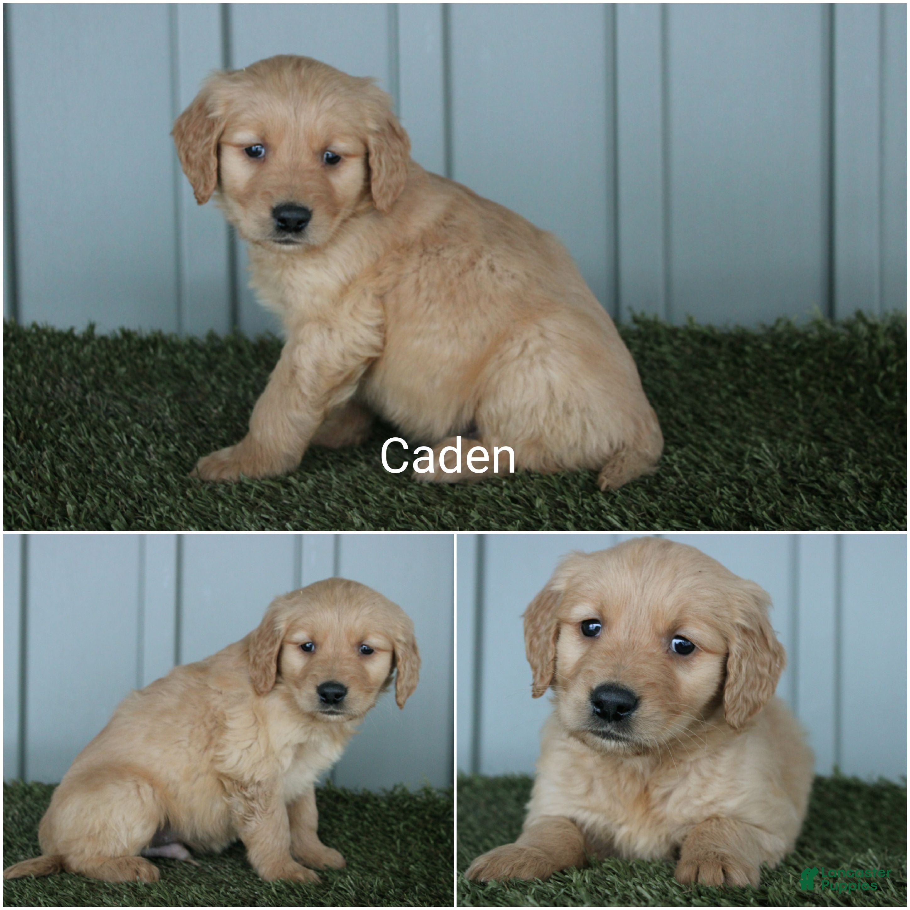 Golden Retriever dogs Golden Retriever Puppy Caden - Ad 16