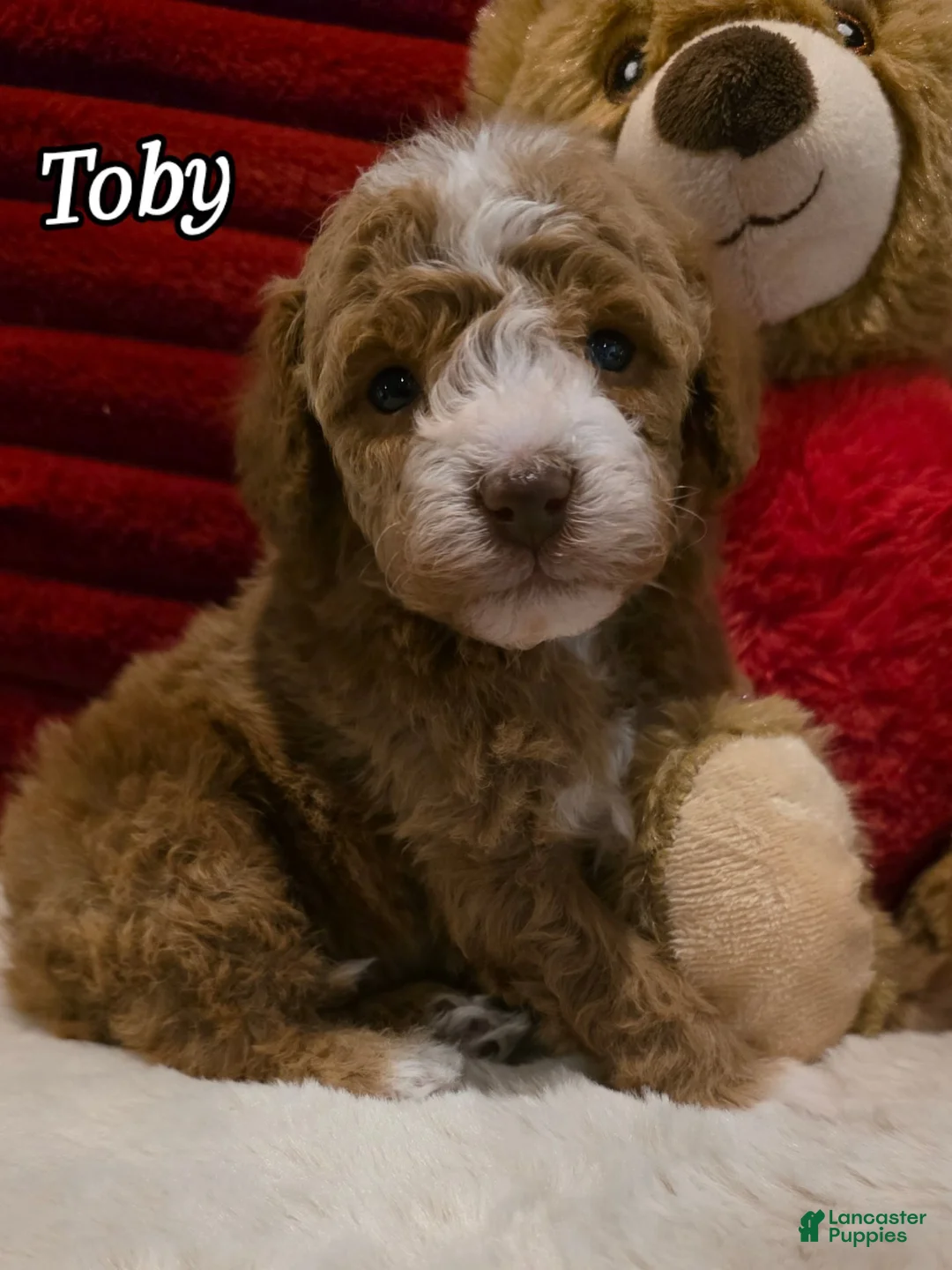 Mini Goldendoodle dogs for sale: Toby - Ad 1