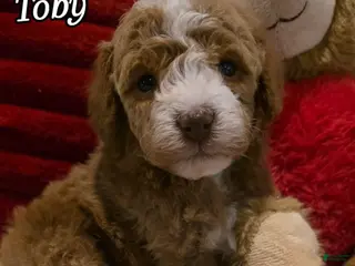 Mini Goldendoodle dogs Toby - Ad 20