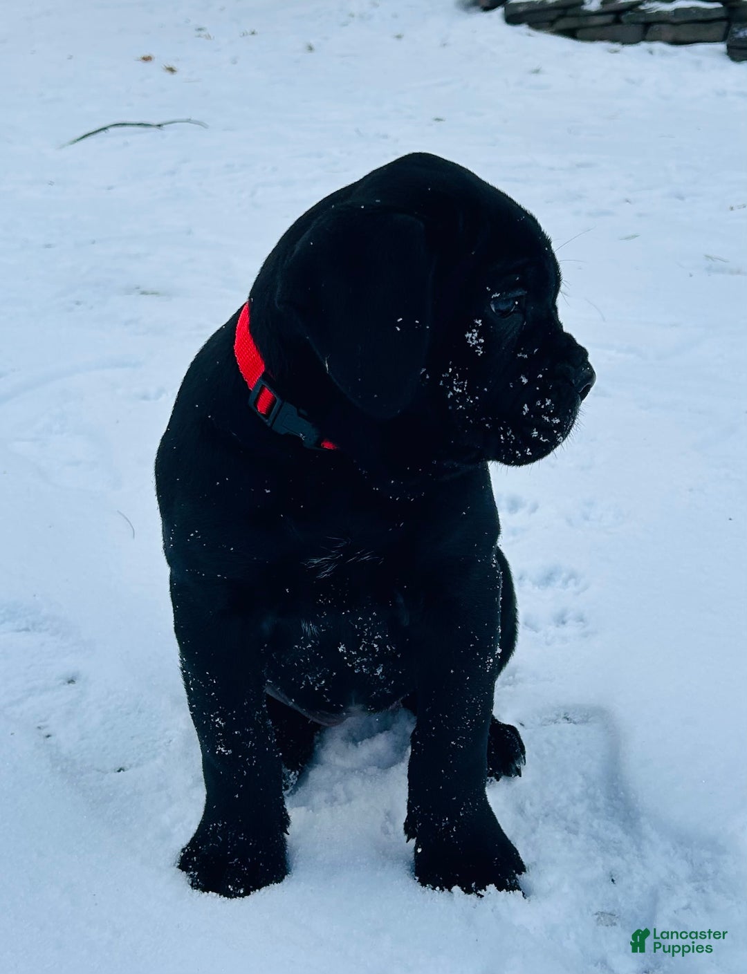 Cane Corso dogs for sale: Cane Corso Puppy 1 - Ad 14