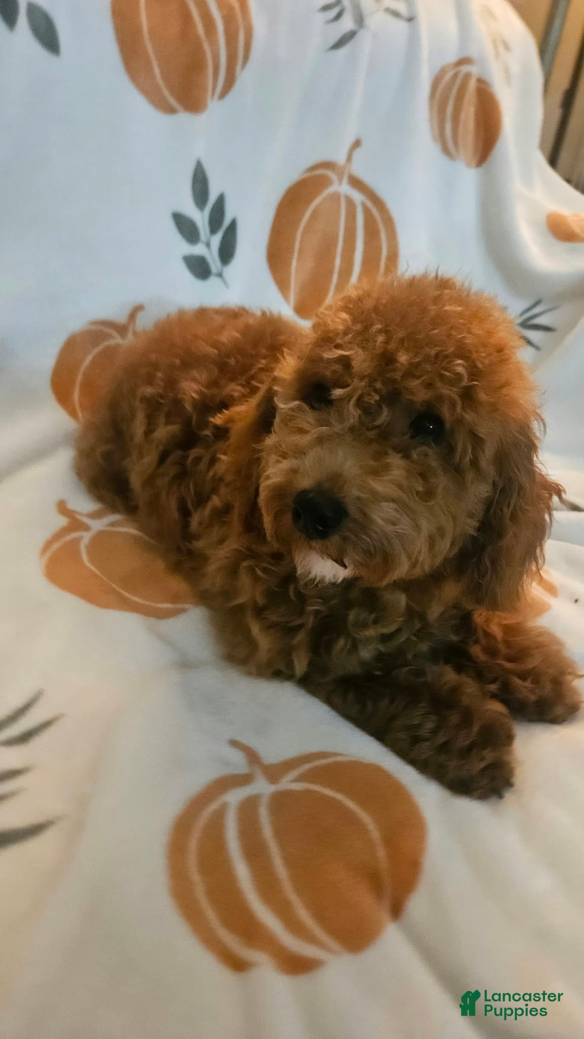 Toy Poodle dogs for sale: Mocha - Ad 1