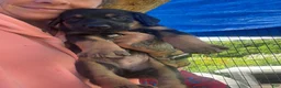 Mixed Breed dogs for sale: Doberman German shepherd  - Ad 7