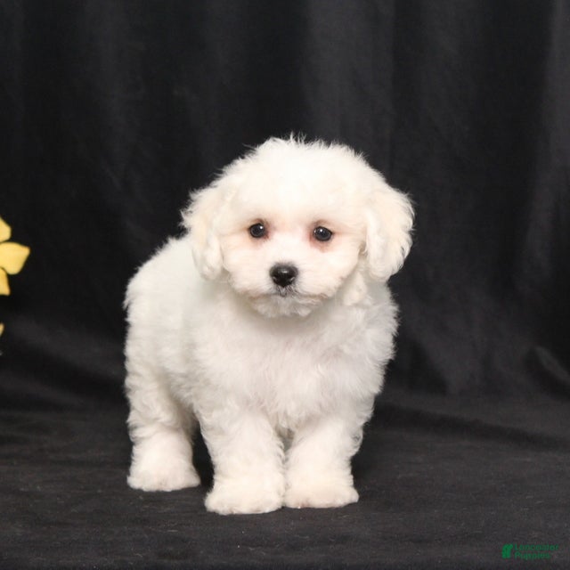 Bichon Frise dogs Luna - Ad 2