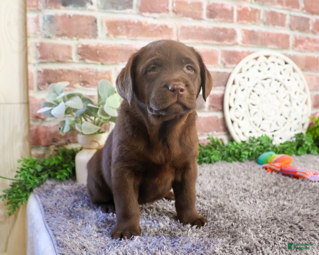 Labrador Retriever dogs for sale: Chai - Ad 6