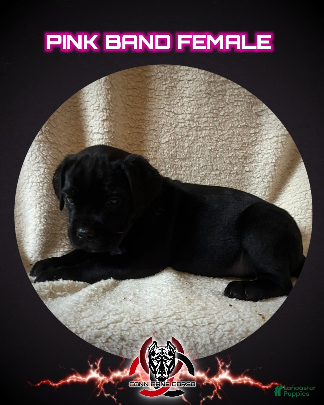 Cane Corso dogs Cane Corso Puppy 9 - Ad 15