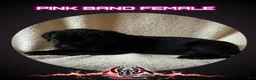 Cane Corso dogs for sale: Cane Corso Puppy 9 - Ad 1