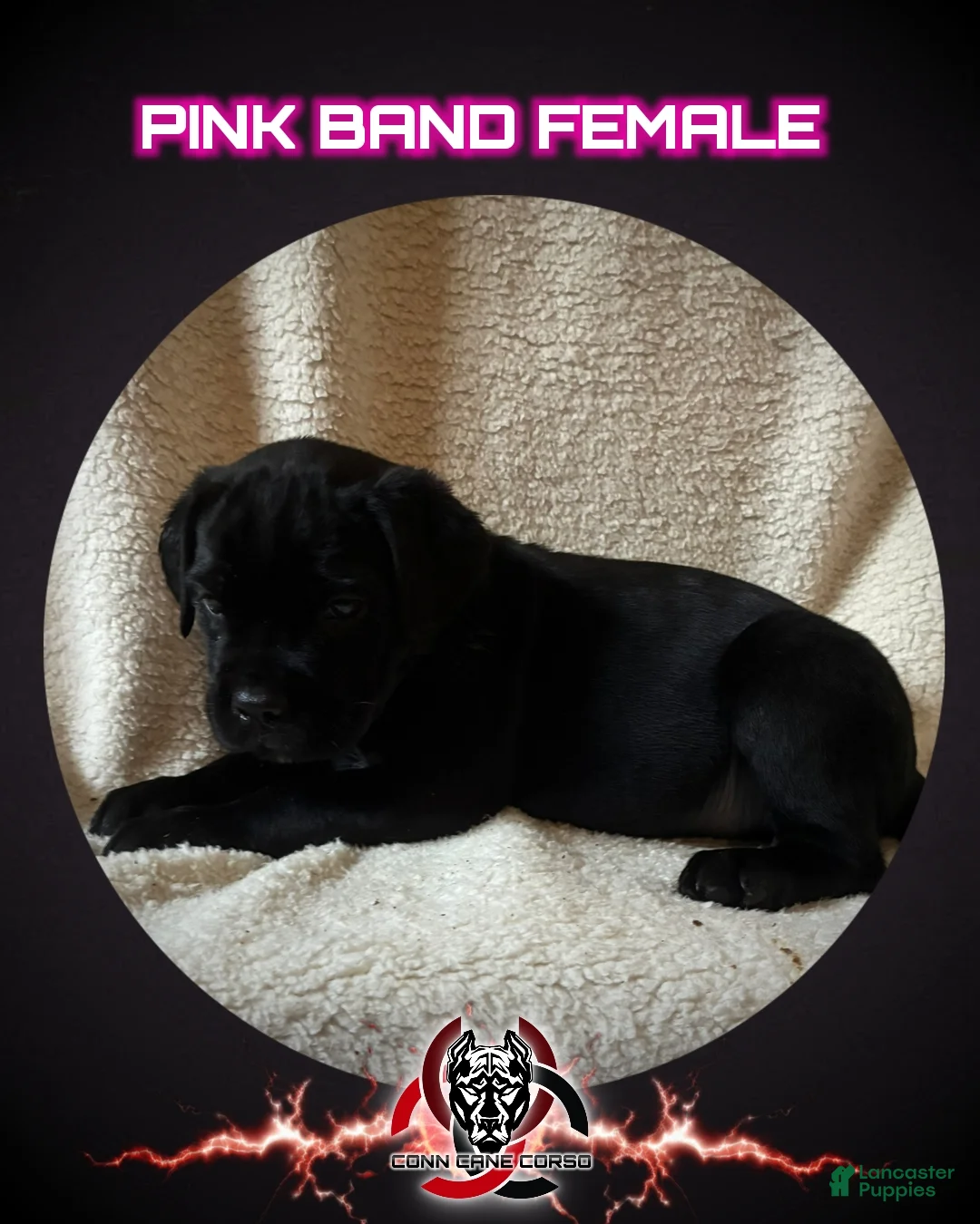Cane Corso dogs for sale: Cane Corso Puppy 9 - Ad 1