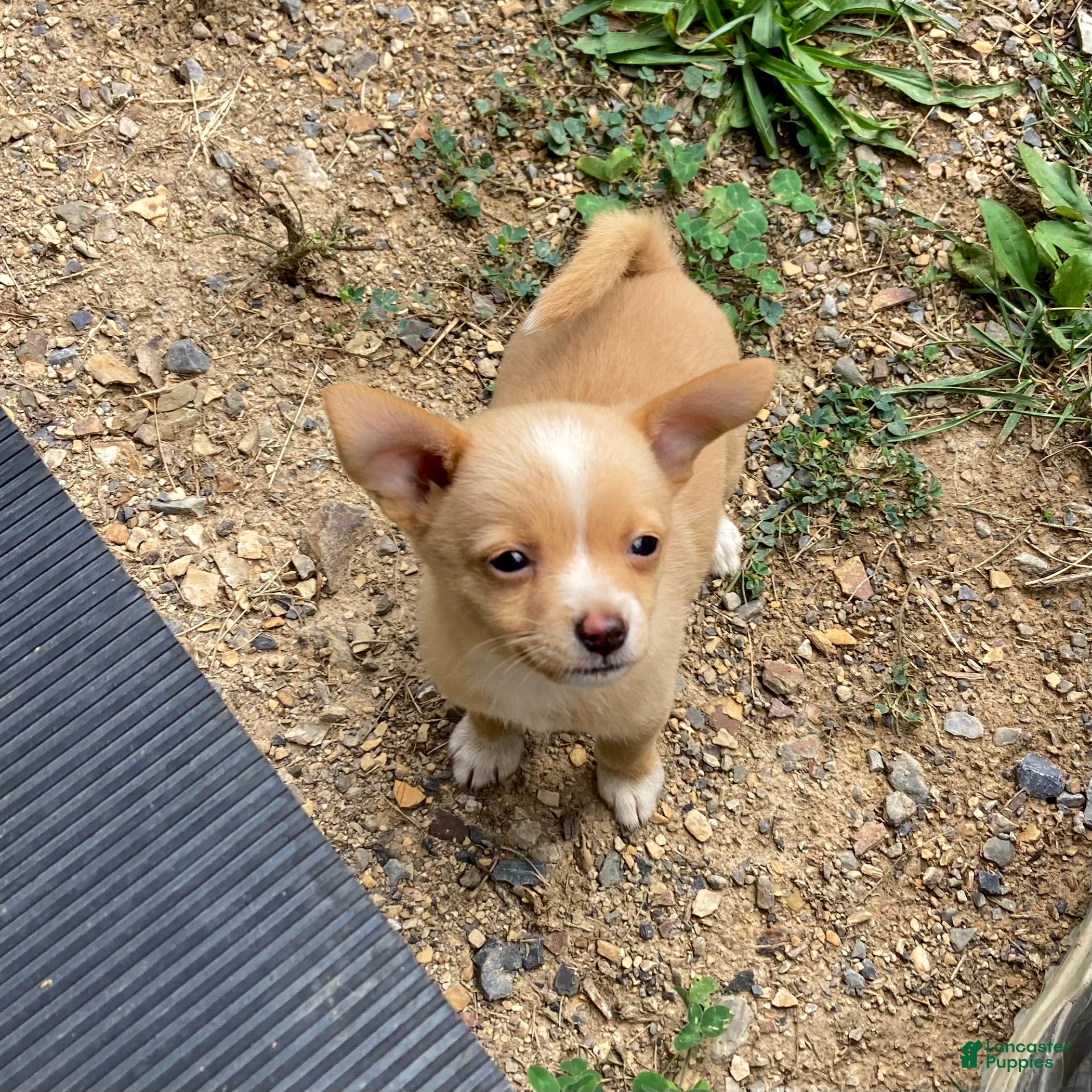 Chihuahua dogs Rudy - Ad 1