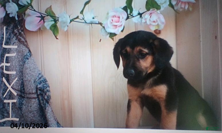 Mixed Breed dogs Lexi  - Ad 1