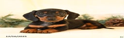 Miniature Dachshund dogs for sale: Cody - Ad 1