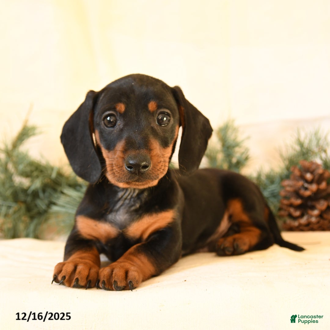 Miniature Dachshund dogs for sale: Cody - Ad 1