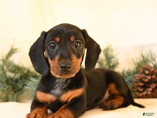Miniature Dachshund dogs Cody - Ad 9