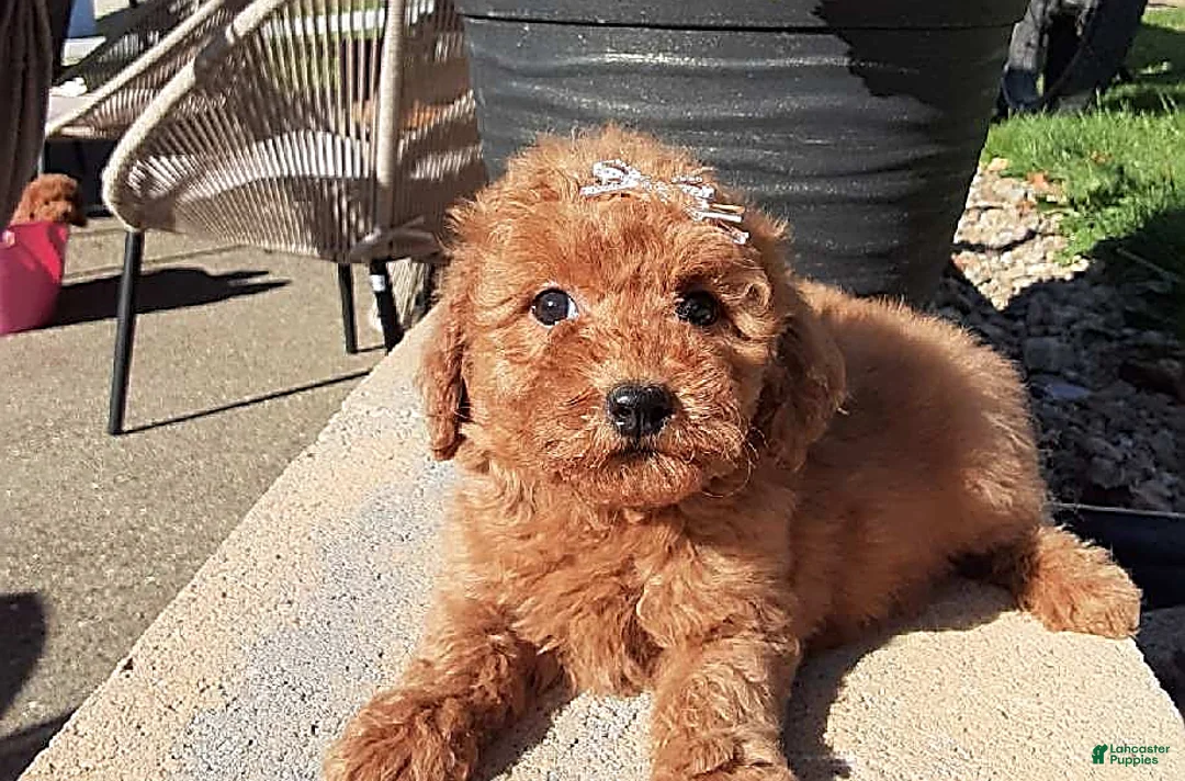 Gallery Image {{count}}