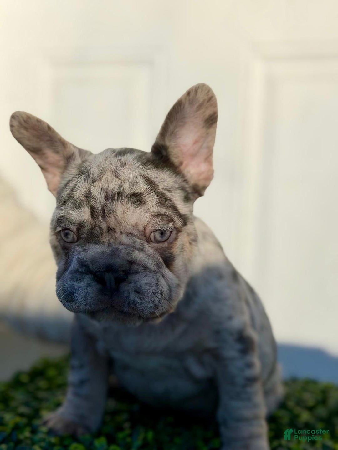 French Bulldog dogs for sale: TRIXIE - Ad 5