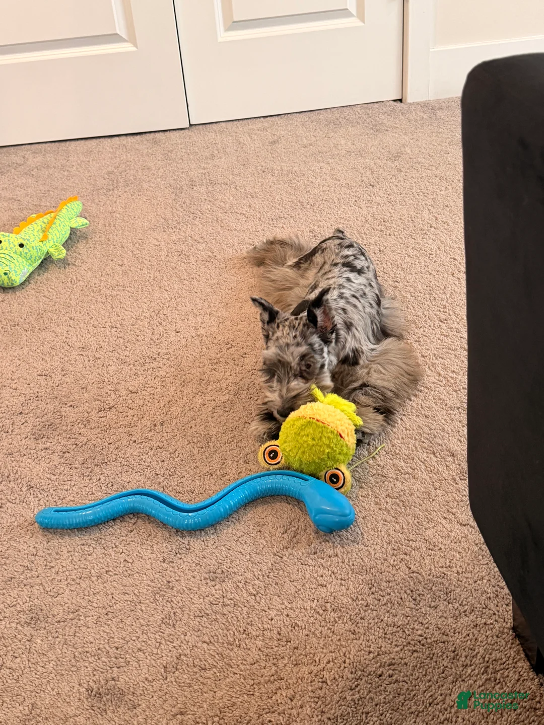 Miniature Schnauzer dogs for sale: Zoe - Ad 1