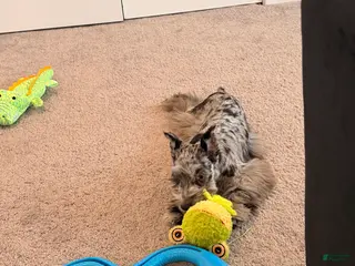 Miniature Schnauzer dogs Zoe - Ad 42