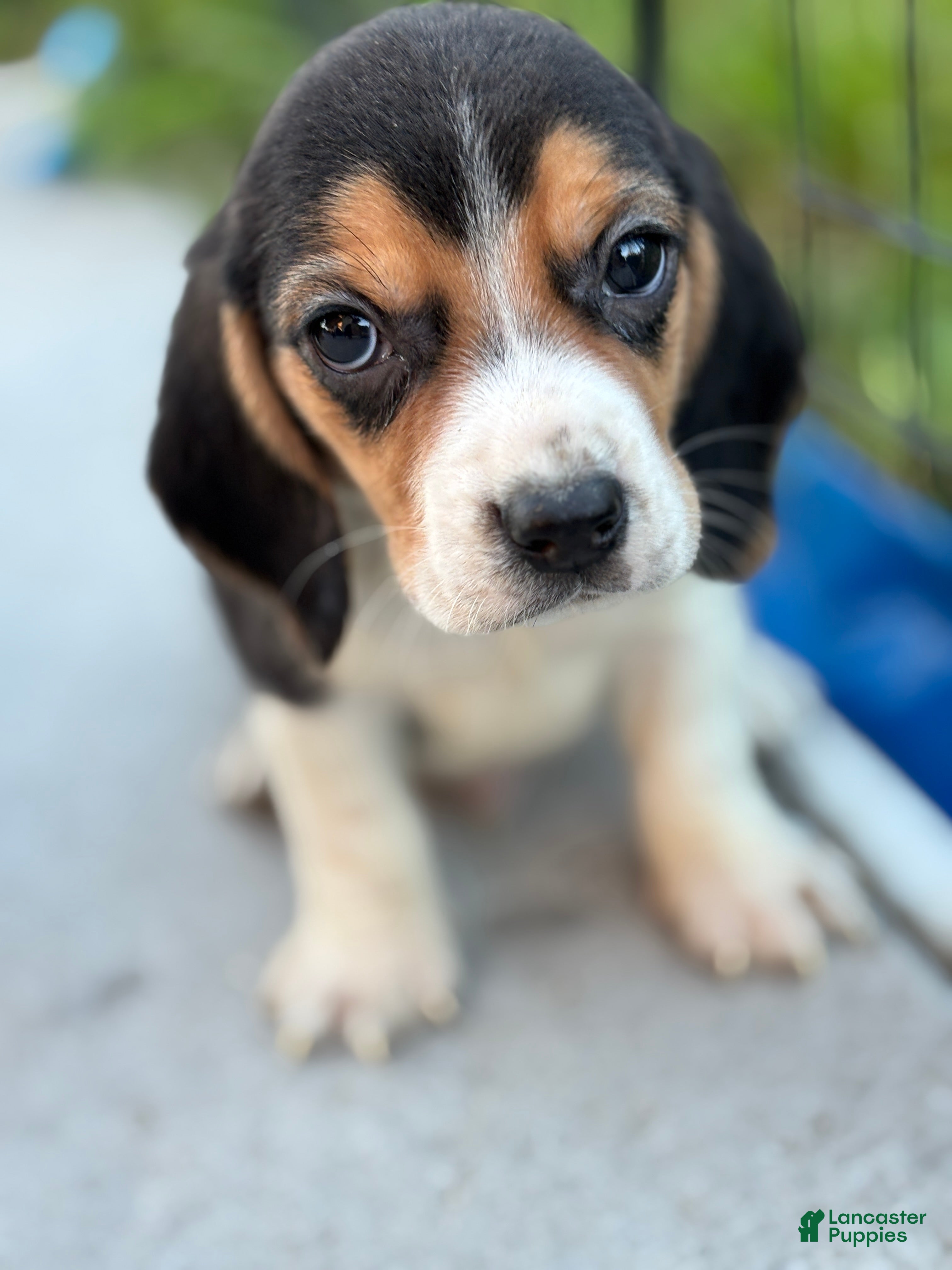 Beagle dogs Gus - Ad 20