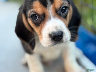 Beagle dogs Gus - Ad 6