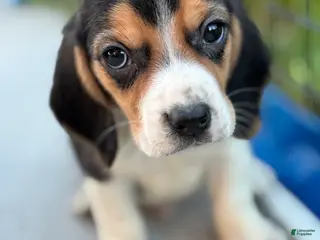 Beagle dogs Gus - Ad 5