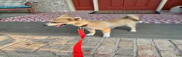 Pomsky dogs for sale: Hugo - Ad 4