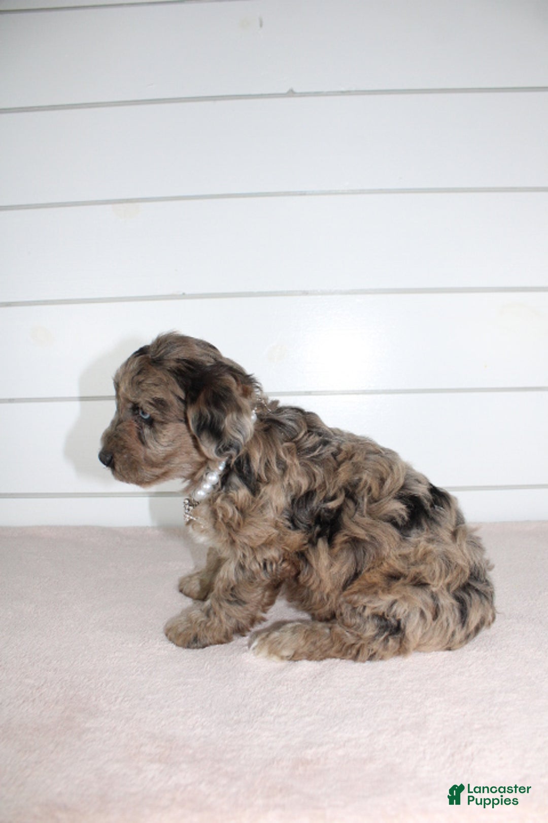 Yorkiepoo dogs for sale: FELIX - Ad 7