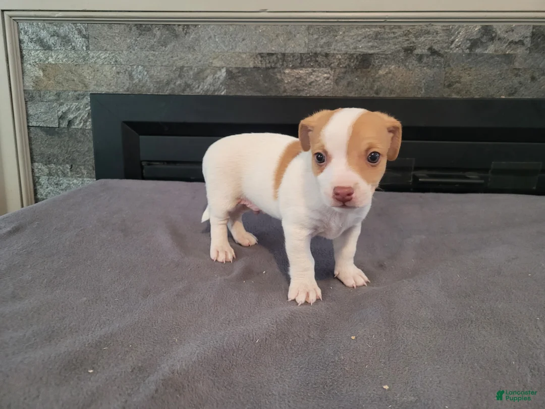 Jack Russell Terrier dogs for sale: John - Ad 5