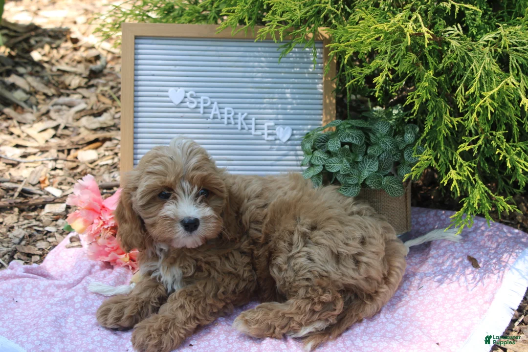 Cavapoo dogs for sale: Sparkle - Ad 1