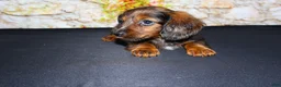 Miniature Dachshund dogs for sale: Butters - Ad 6