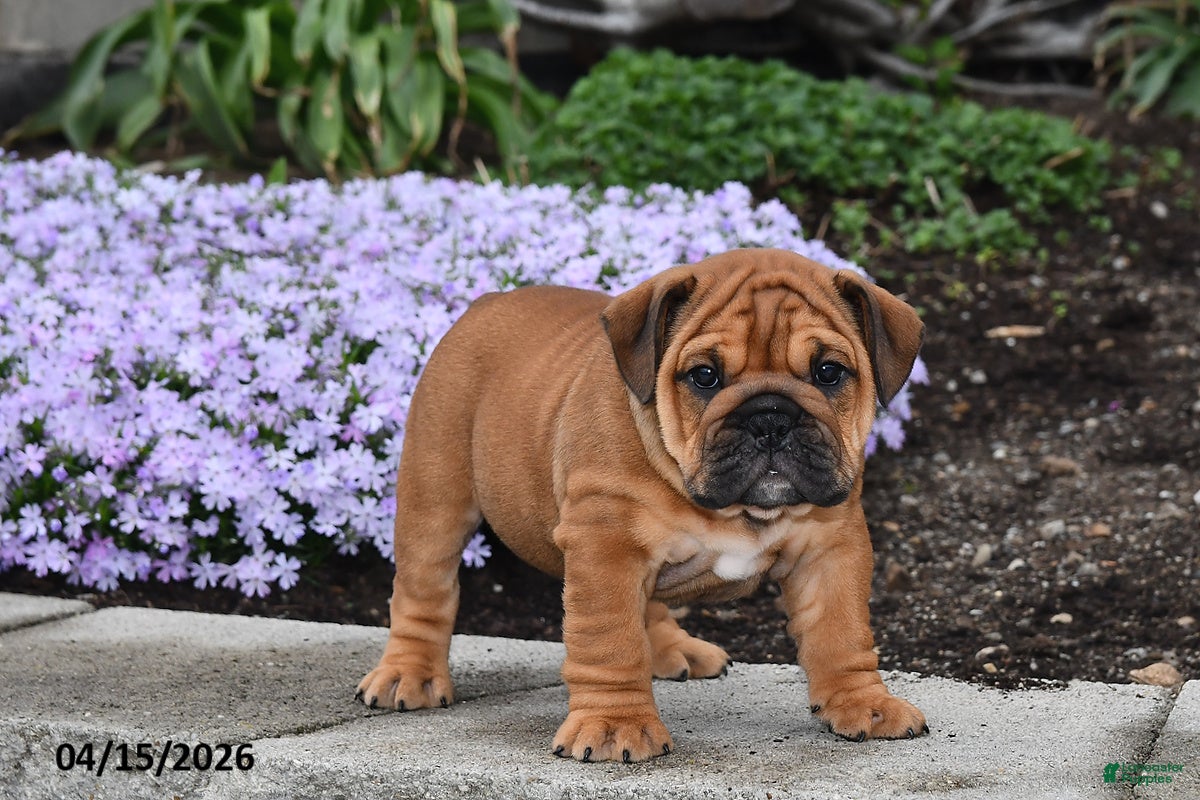 English Bulldog dogs Darcy - Ad 2
