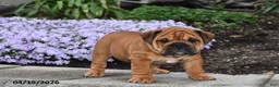 English Bulldog dogs for sale: Darcy - Ad 2