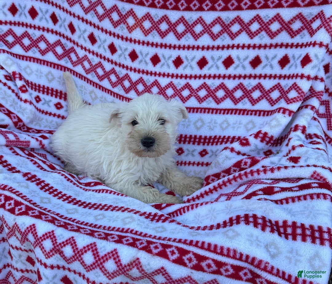 Miniature Schnauzer dogs for sale: Miniature Schnauzer Puppy 3-Simon - Ad 3